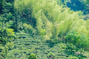 Bambu Ormanı'nın dağ manzarası