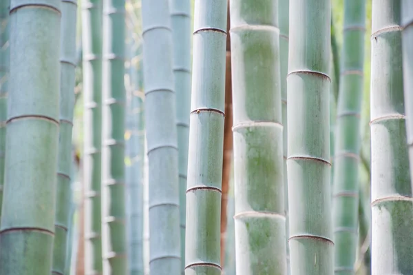 Ormanın içinde mavi bambu gövdeleri 