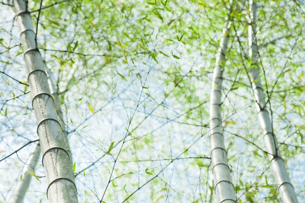 Troncos de bambu verde na floresta — Fotografia de Stock