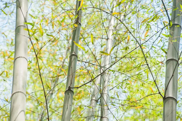 Troncs de bambou vert dans la forêt — Photo