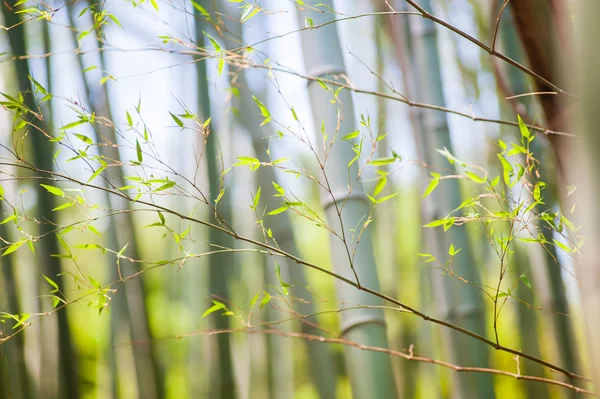 Green bamboo tree trunks in the forest — Stock Photo, Image
