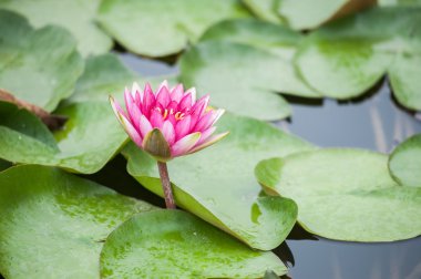 Gölde pembe Lotus çiçekleri