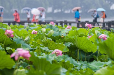 Gölde pembe Lotus çiçekleri