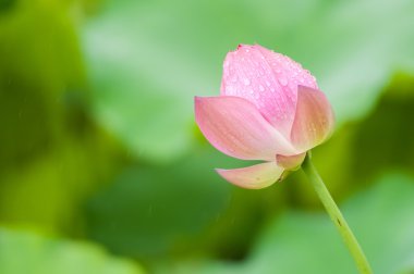 Gölde pembe Lotus çiçekleri