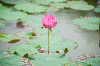 Gölde pembe Lotus çiçekleri