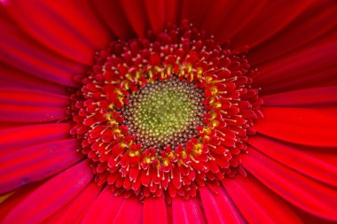 Parlak kırmızı ve sarı Gerbera çiçekleri arka plan 