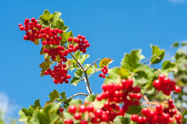 Bunch of guilder-rose berries on wooden fence