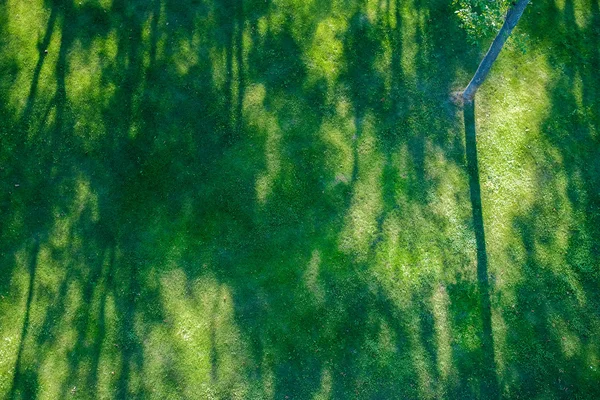 Shadows of tree branches  lie over the green lawn — Stock Photo, Image