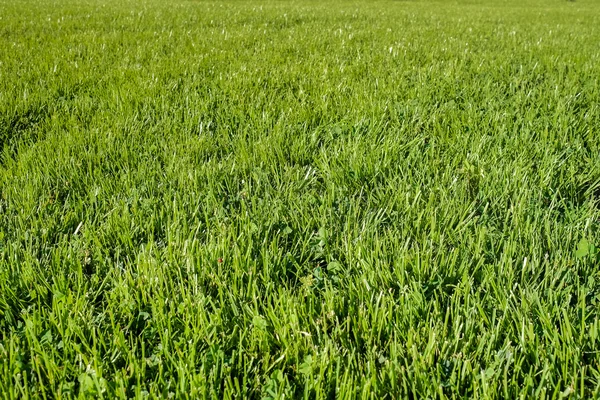 Perfeito verde grama gramado foto — Fotografia de Stock