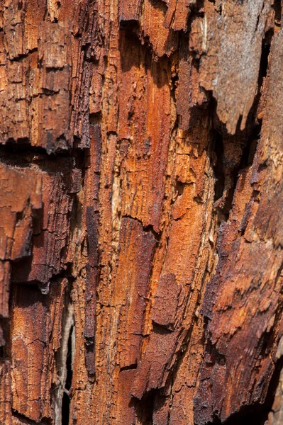 Textura vieja de madera y oxidada —  Fotos de Stock