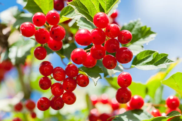 Stelletje guelder-rose bessen buitenshuis — Stockfoto