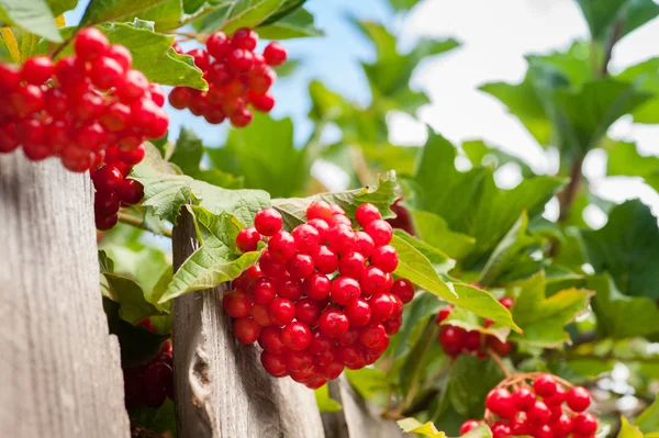 Stelletje guelder-rose(viburnum) bessen op de blauwe hemel CHTERGRO — Stockfoto