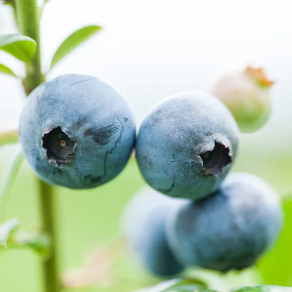 Verse bosbessen in de natuur buiten — Stockfoto