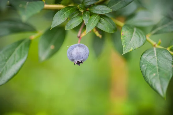 Enkele verse bosbessen in de natuur op de bush — Stockfoto