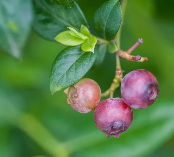 Olgunlaşmamış kırmızı ve pembe yabanmersini açık havada