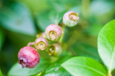 Olgunlaşmamış yeşil ve kırmızı yaban mersini