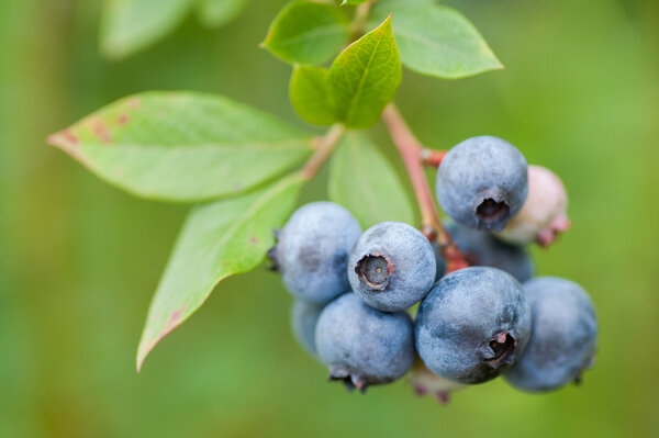 Fresh blueberries in nature outdoors