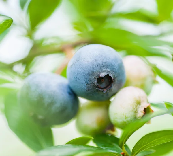 Verse bosbessen in de natuur buiten — Stockfoto