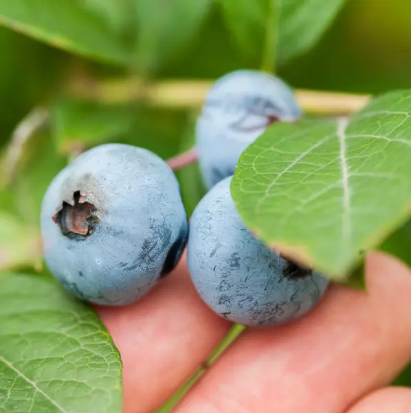 Verse bosbessen in de natuur buiten — Stockfoto