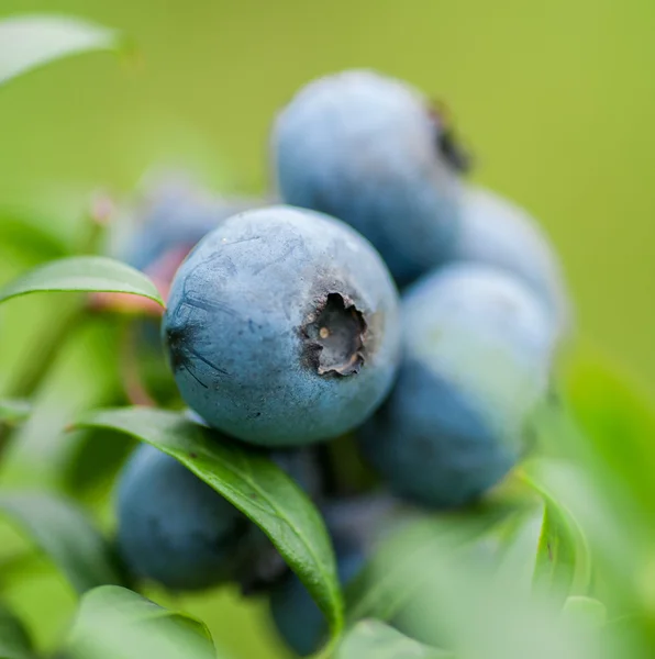 Verse bosbessen in de natuur buiten — Stockfoto