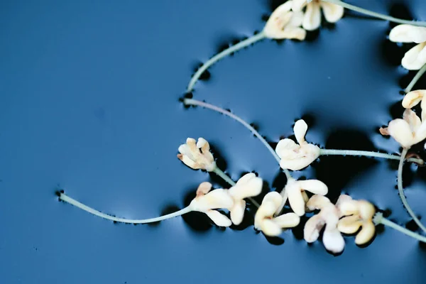 Beyaz tatlı osmanthus — Stok fotoğraf