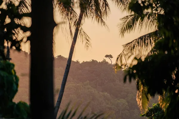 Hojas verdes frescas de palmera de coco en el bosque —  Fotos de Stock