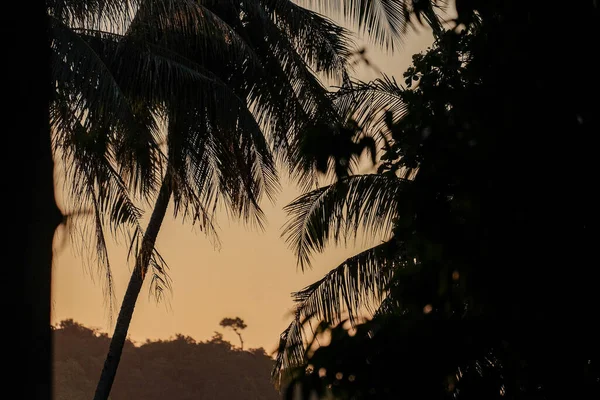 Zelené čerstvé listy kokosové palmy v lese — Stock fotografie