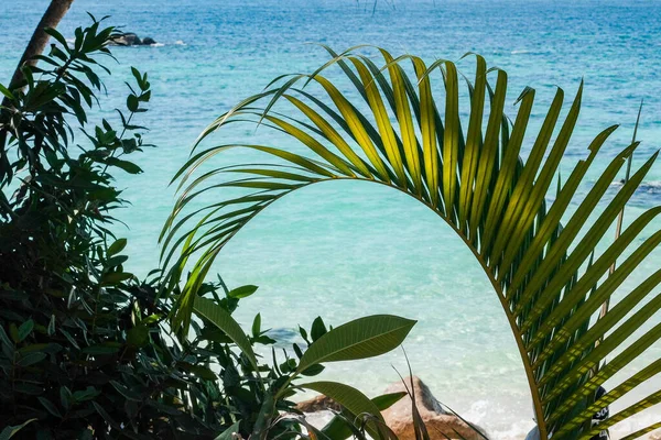 Silueta Zelené čerstvé listy kokosové palmy — Stock fotografie