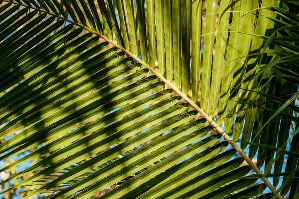 Green fresh leaves of coconut palm tree — Stock Photo, Image