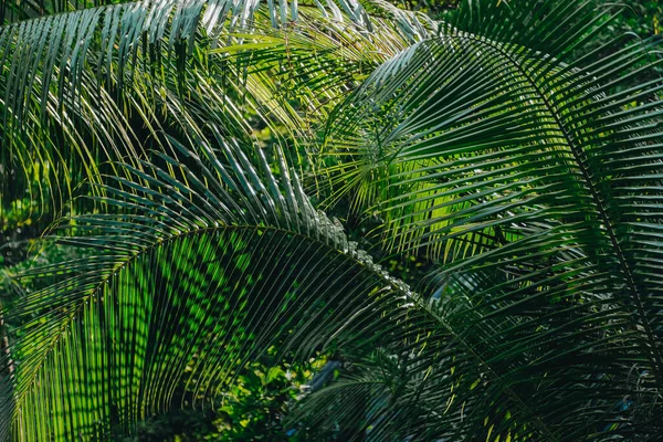 Πράσινα φρέσκα φύλλα καρύδας στη ζούγκλα. — Φωτογραφία Αρχείου