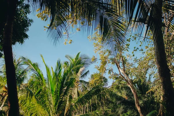 Zelené čerstvé listy kokosové palmy v lese — Stock fotografie
