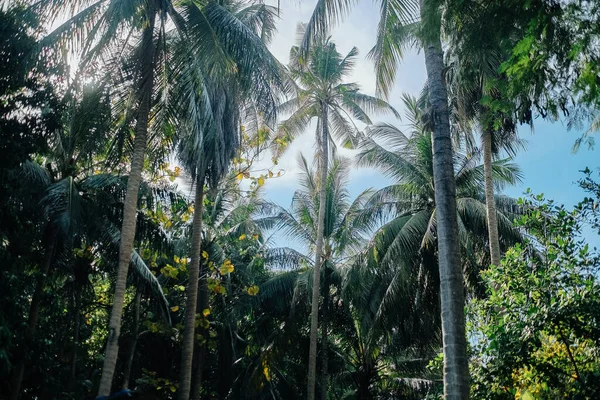 Folhas verdes frescas de coqueiro na floresta — Fotografia de Stock