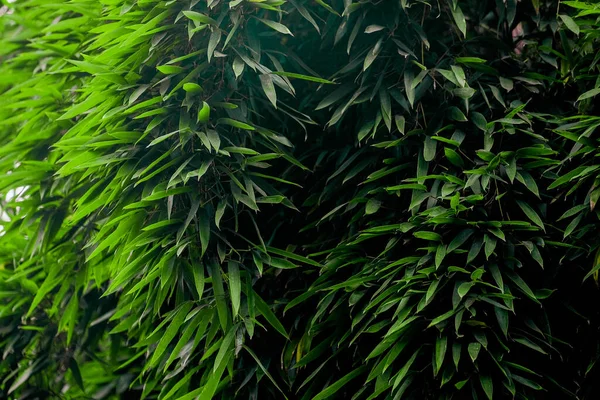 Vidas verdes de bosque de bambu — Fotografia de Stock