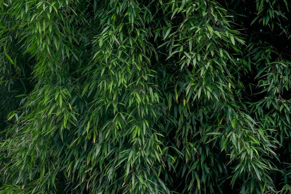 Vidas verdes de bosque de bambu — Fotografia de Stock