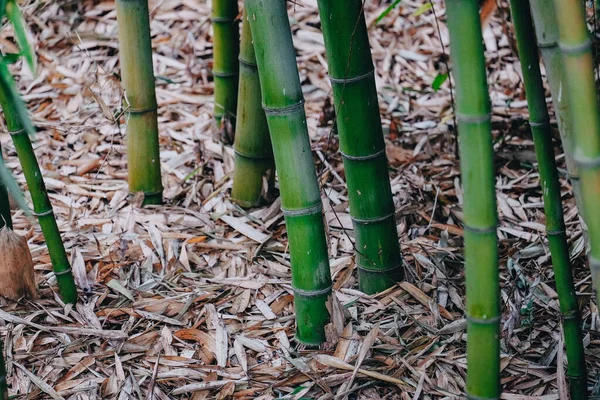 Bosque de bambu verde na primavera. — Fotografia de Stock