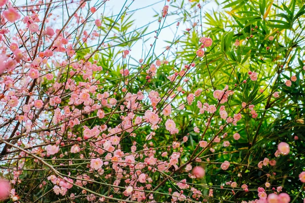 Różowe kwiaty wiśni i bambus — Zdjęcie stockowe