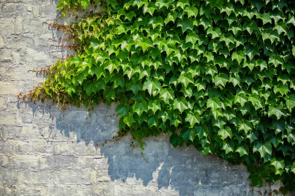 Parede de tijolo velho com folhas verdes de hera — Fotografia de Stock