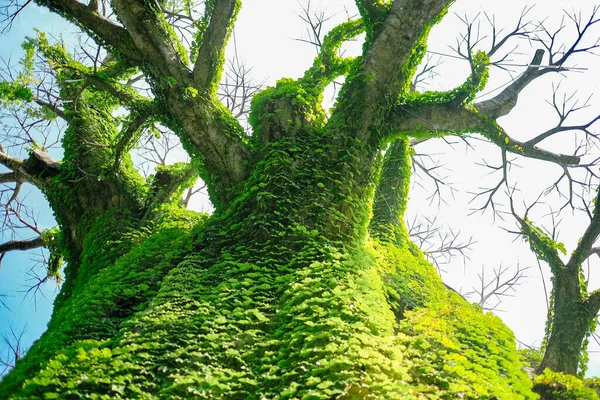 Riesiger Baum mit grünen Blättern aus Efeu — Stockfoto