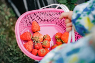 Kırmızı, olgun, pembe kovalarla dolu..