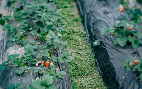 Veel aardbeien met bladeren in kas. — Stockfoto