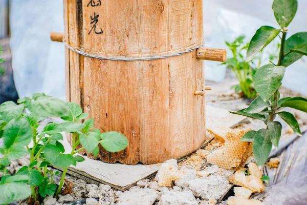 Bienenkorb im Baumstamm auf einer Erdbeere — Stockfoto