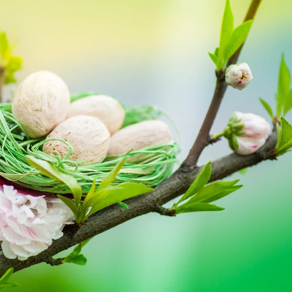 Cherry tree with green nest and eggs — Stock Photo, Image