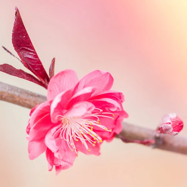 Pink Cherry flower and bud — Stock Photo, Image