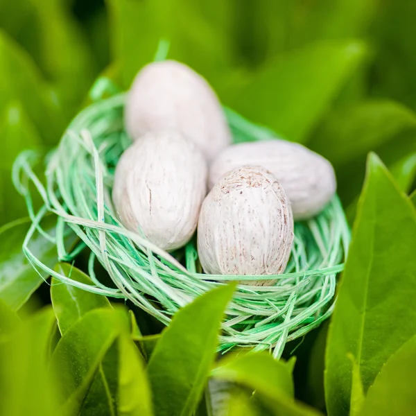 Green nest with eggs on green leaves — Stock Photo, Image