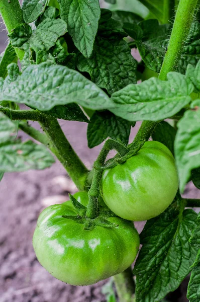 Fruto de tomate verde — Fotografia de Stock