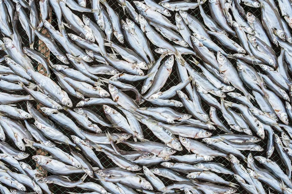 Pescado pequeño seco — Foto de Stock