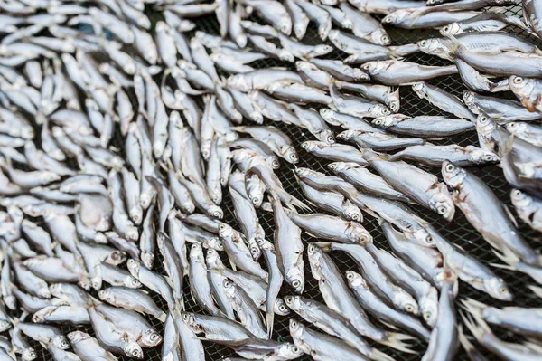 Pescado pequeño seco — Foto de Stock