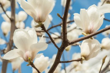 Beyaz manolya çiçekleri 