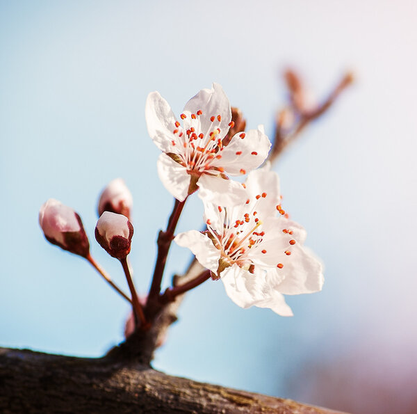 Macadamia nuts in a pile