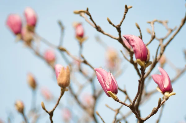 Różowe kwiaty Magnolia drzewa — Zdjęcie stockowe